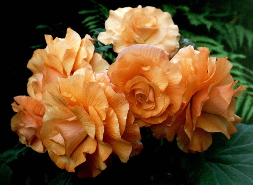 B. ‘Harbridge Peach’
